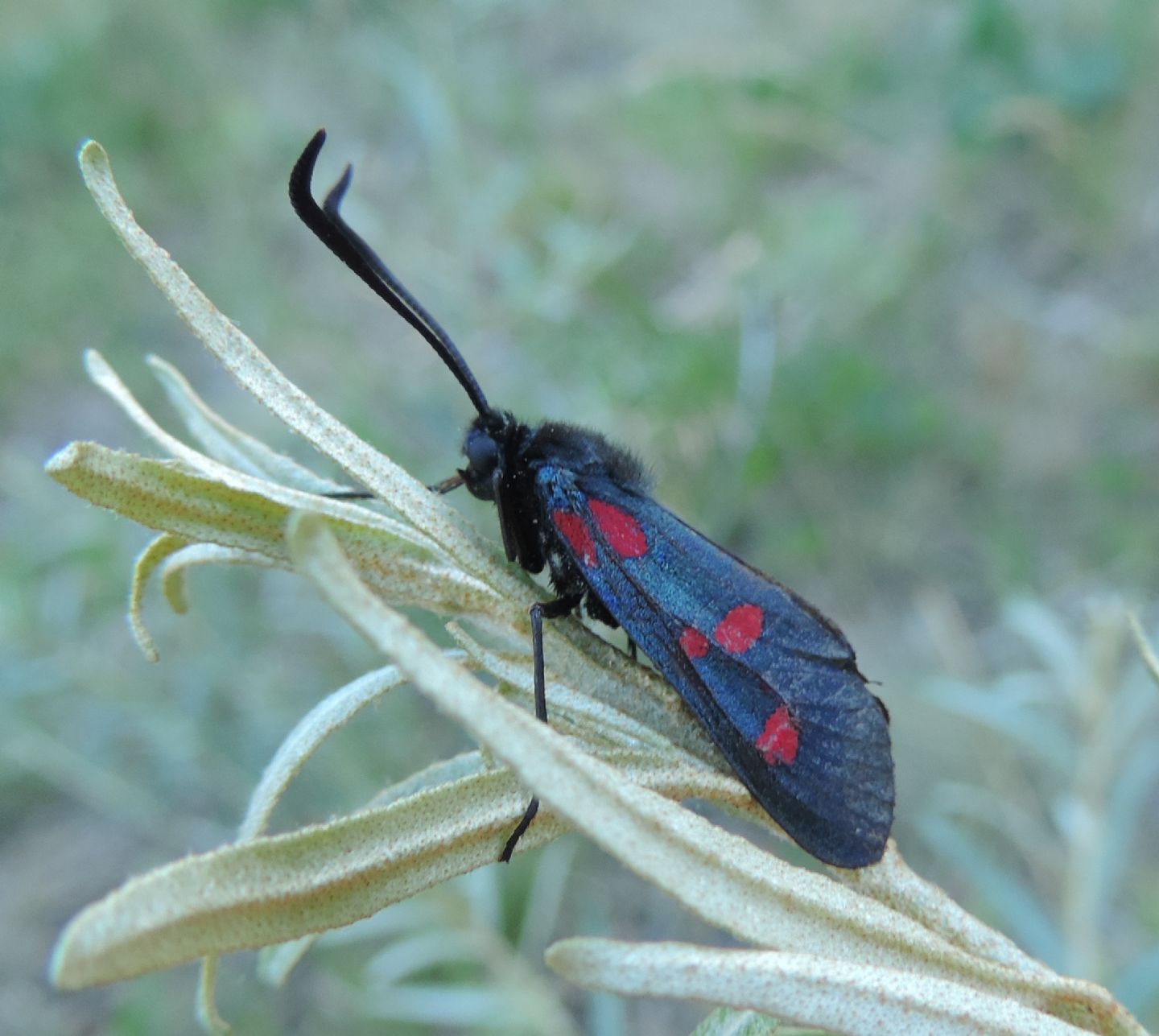 Zygaena (Zygaena) lonicerae e Zygaena (Agrumenia) carniolica