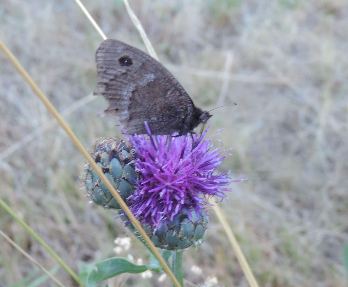 Satyrus? Satyrus ferula, Nymphalidae