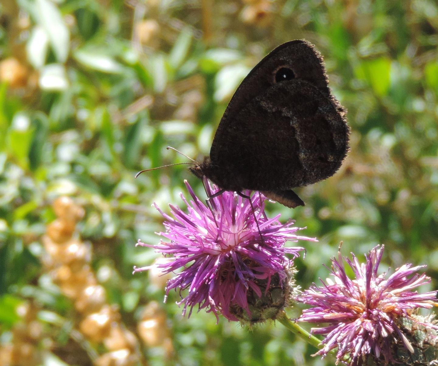 altro Satyrinae? Satyrus ferula