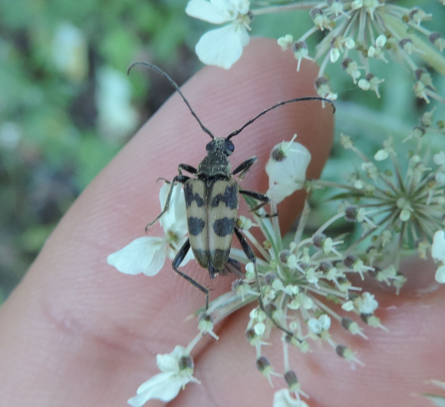 Cerambycidae: Pachytodes cerambyciformis
