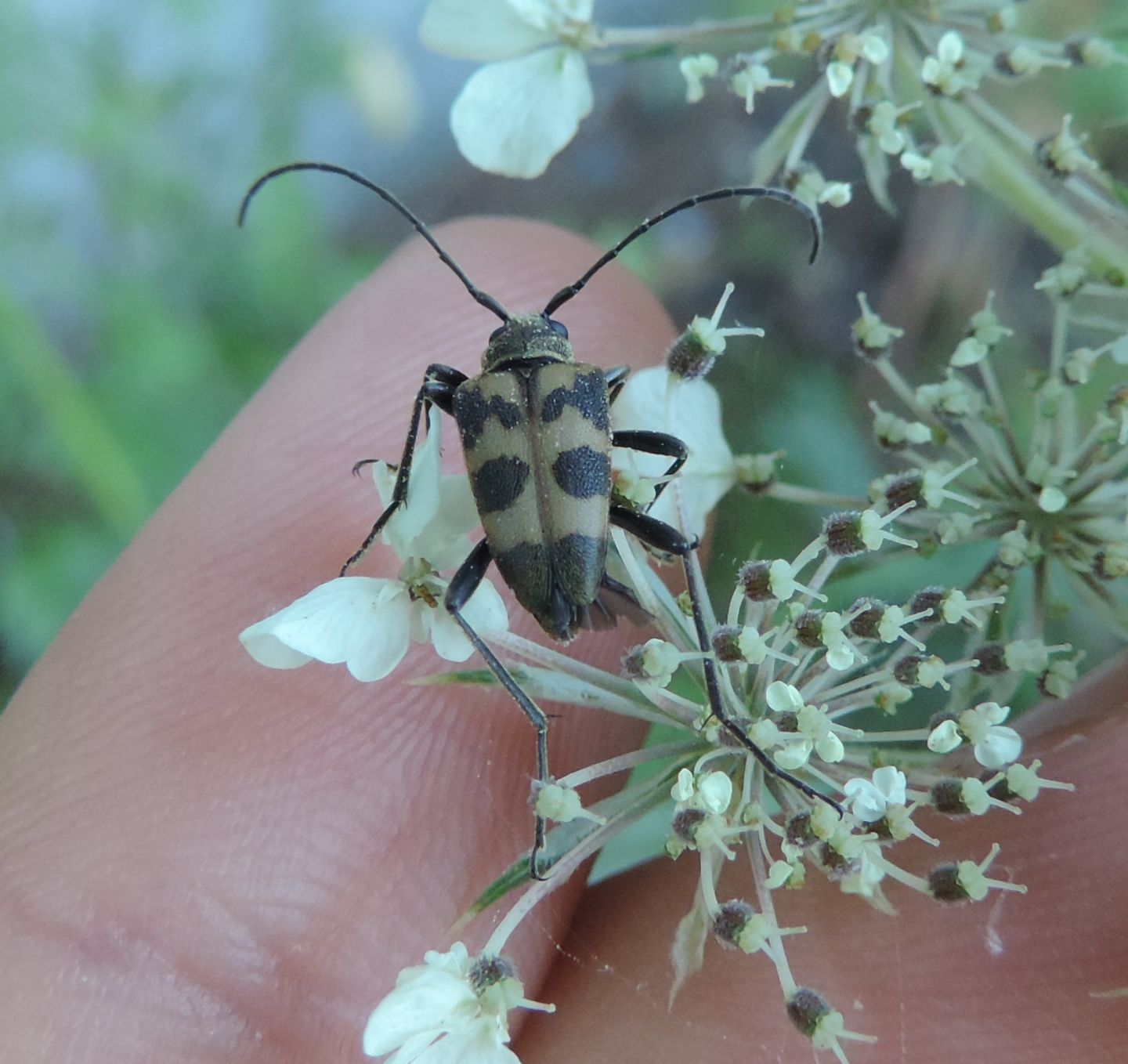 Cerambycidae: Pachytodes cerambyciformis