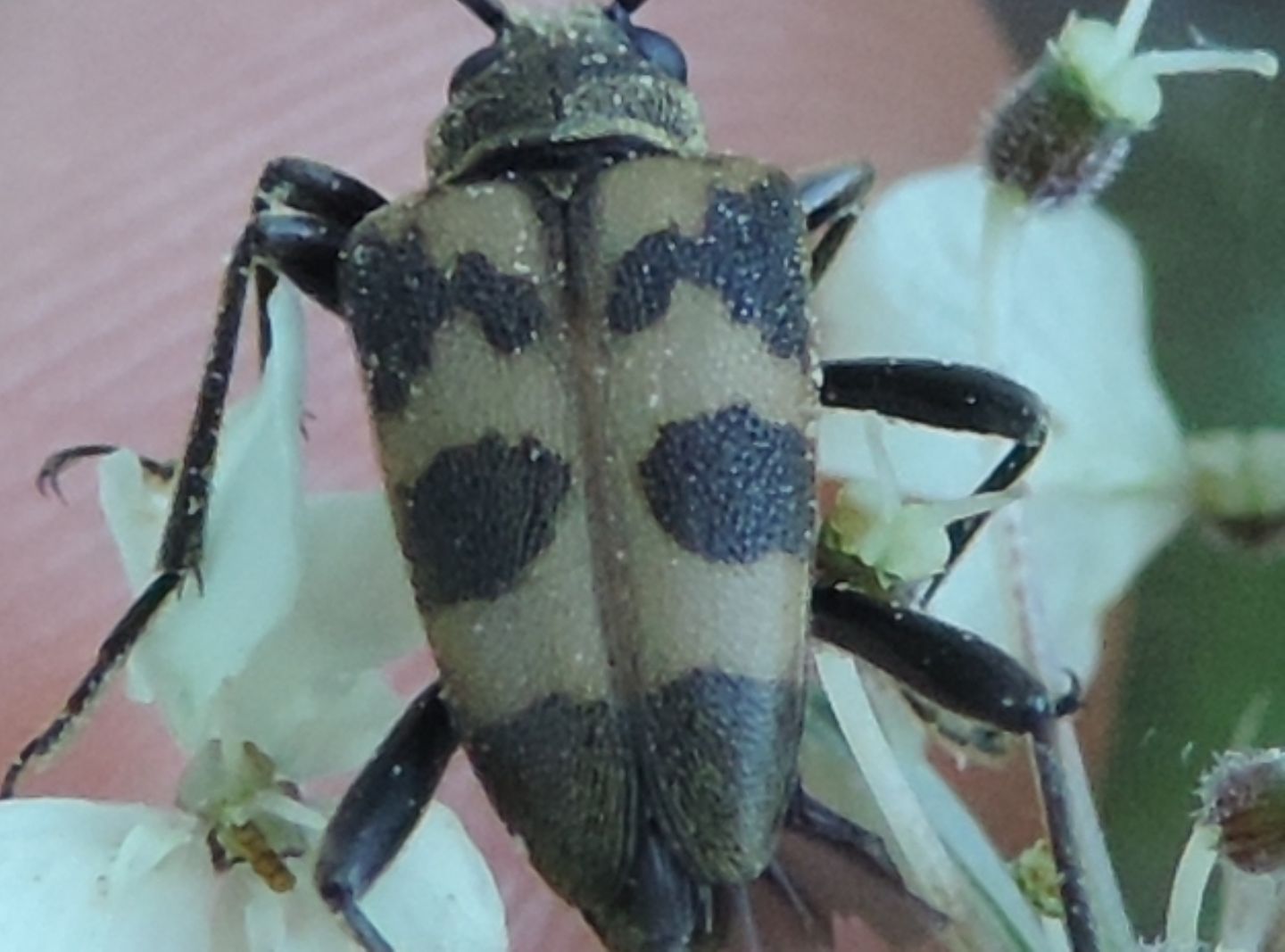 Cerambycidae: Pachytodes cerambyciformis
