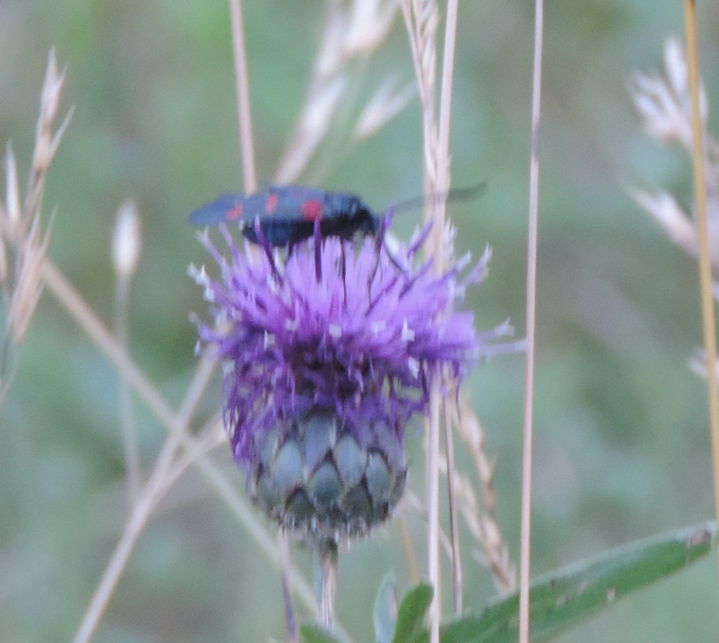 Zygaena (Zygaena) lonicerae e Zygaena (Agrumenia) carniolica