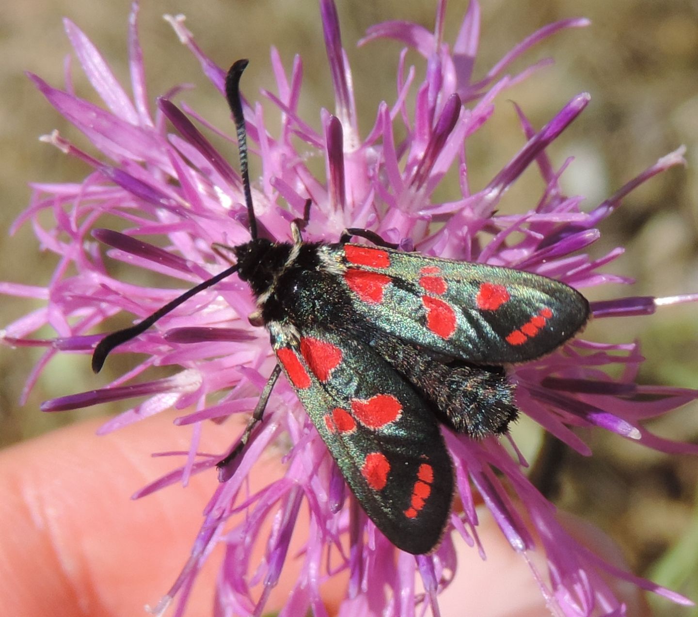 Zygaena (Zygaena) lonicerae e Zygaena (Agrumenia) carniolica