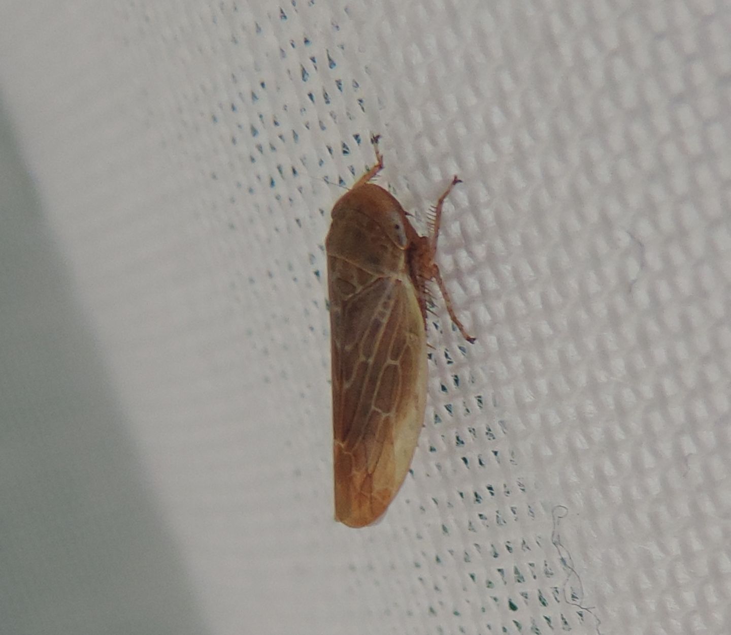 Cicadellidae? S, Thamnotettix cfr. dilutior