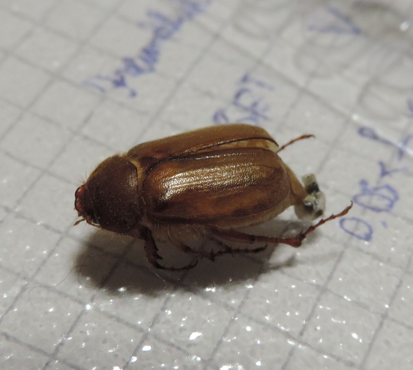 Melolonthidae: cfr. Amphimallon sp.