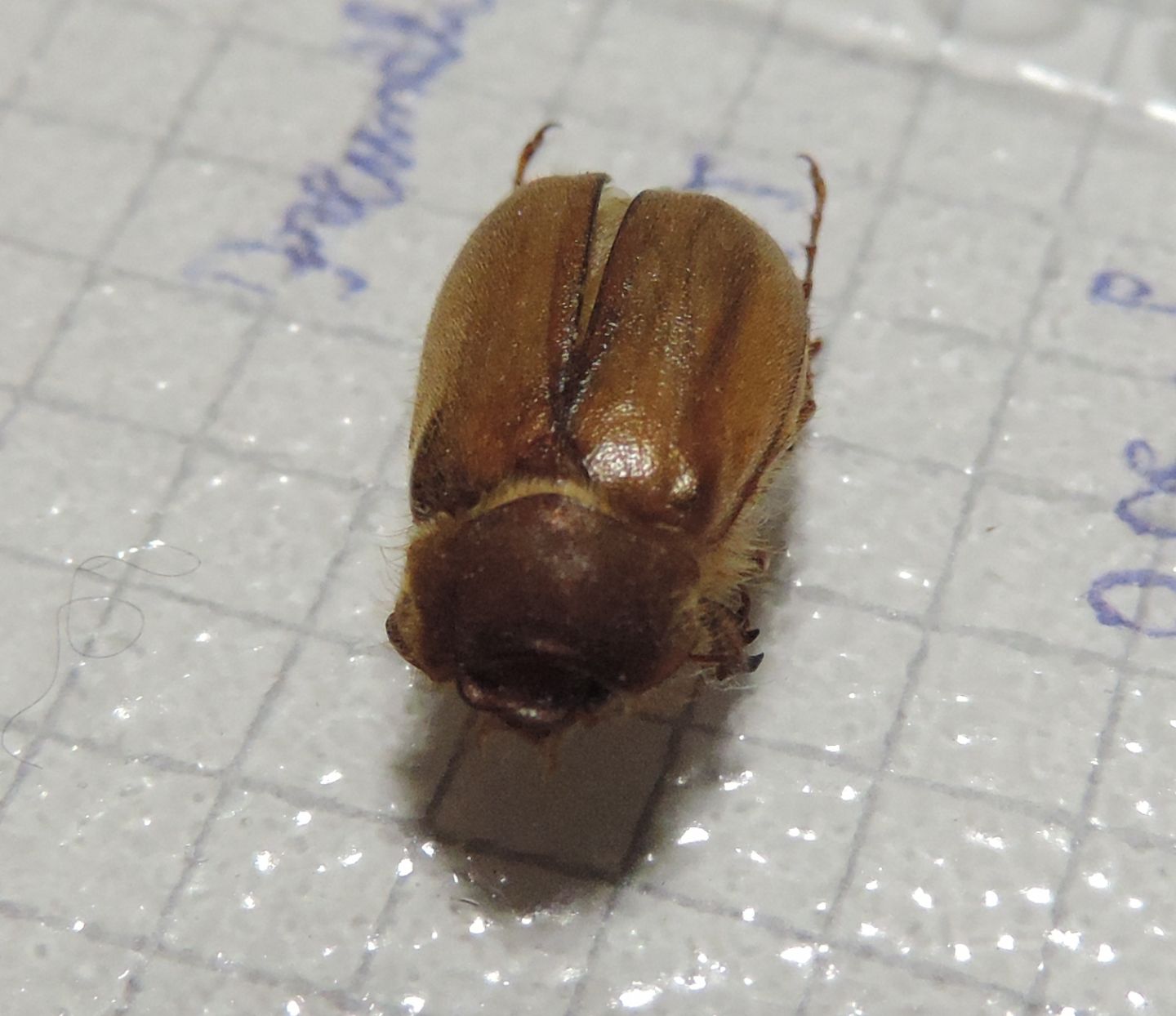 Melolonthidae: cfr. Amphimallon sp.