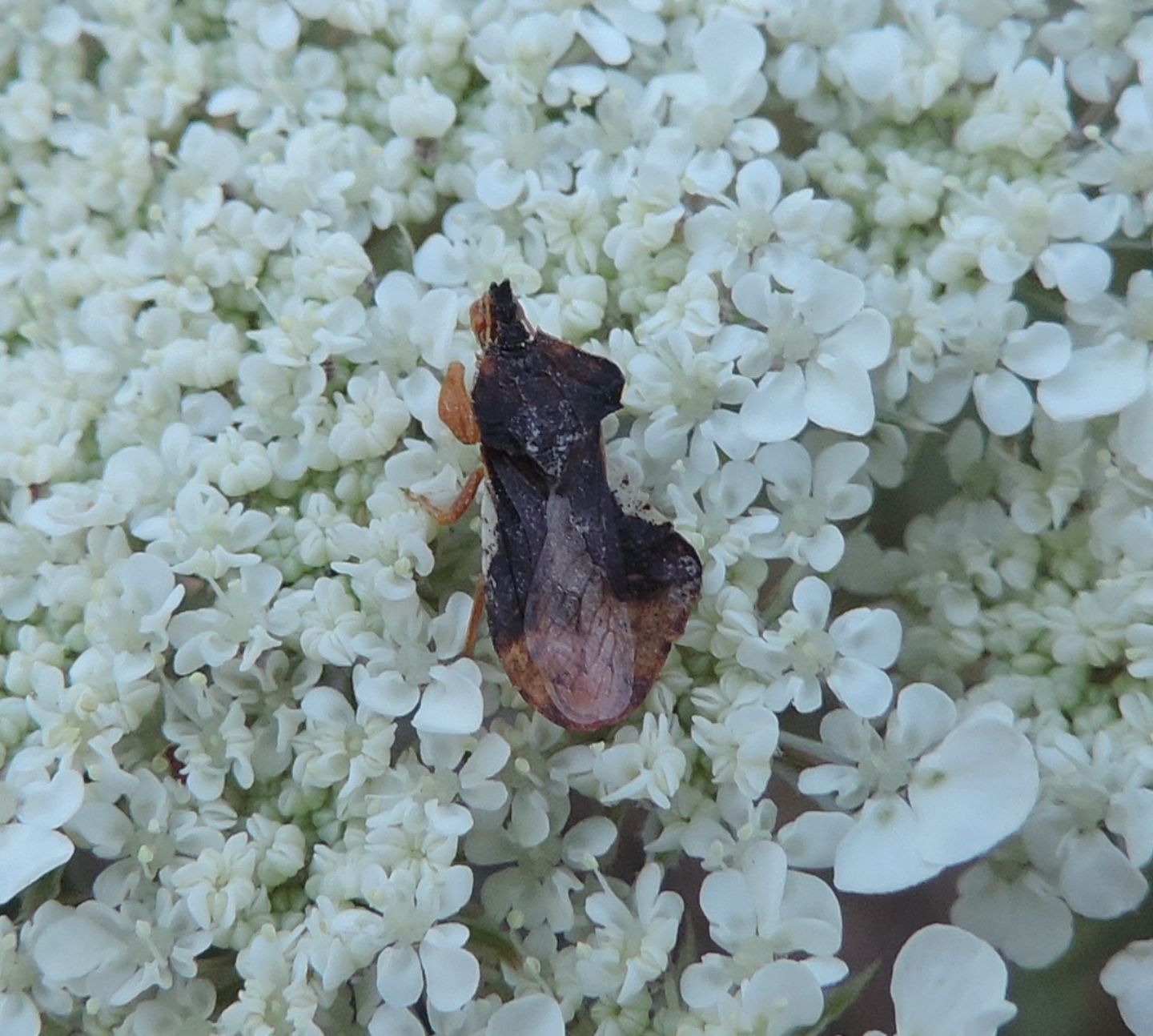 Reduviidae: Phymata crassipes?  S !