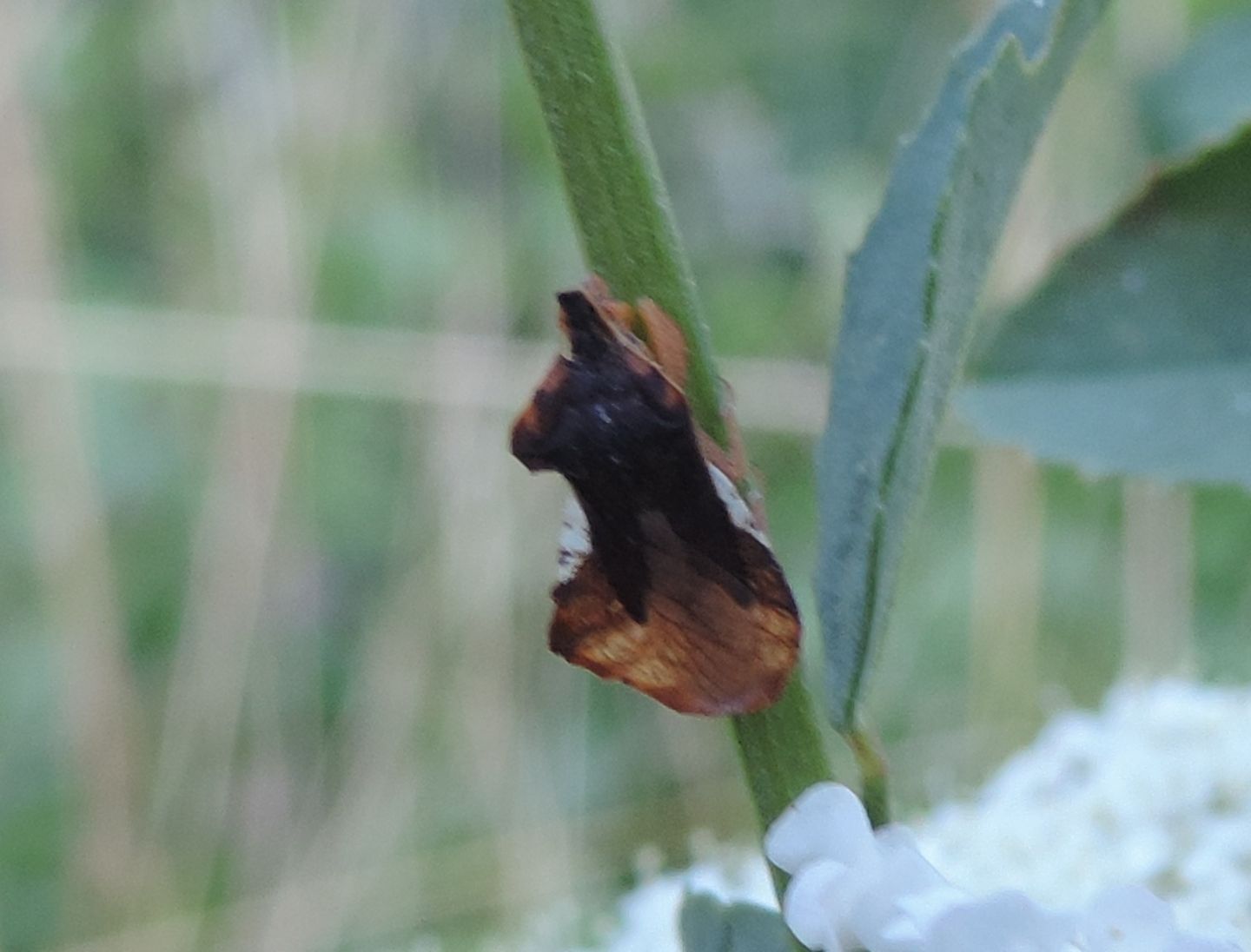Reduviidae: Phymata crassipes?  S !