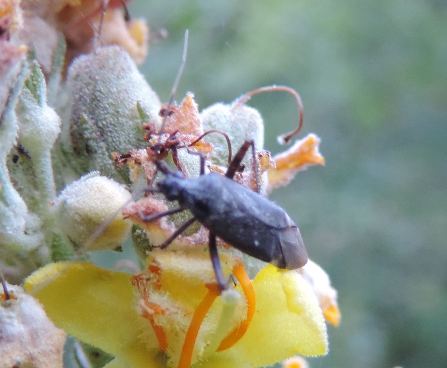 Plagiognathus arbustorum?  No, Closterotomus ventralis (Miridae)
