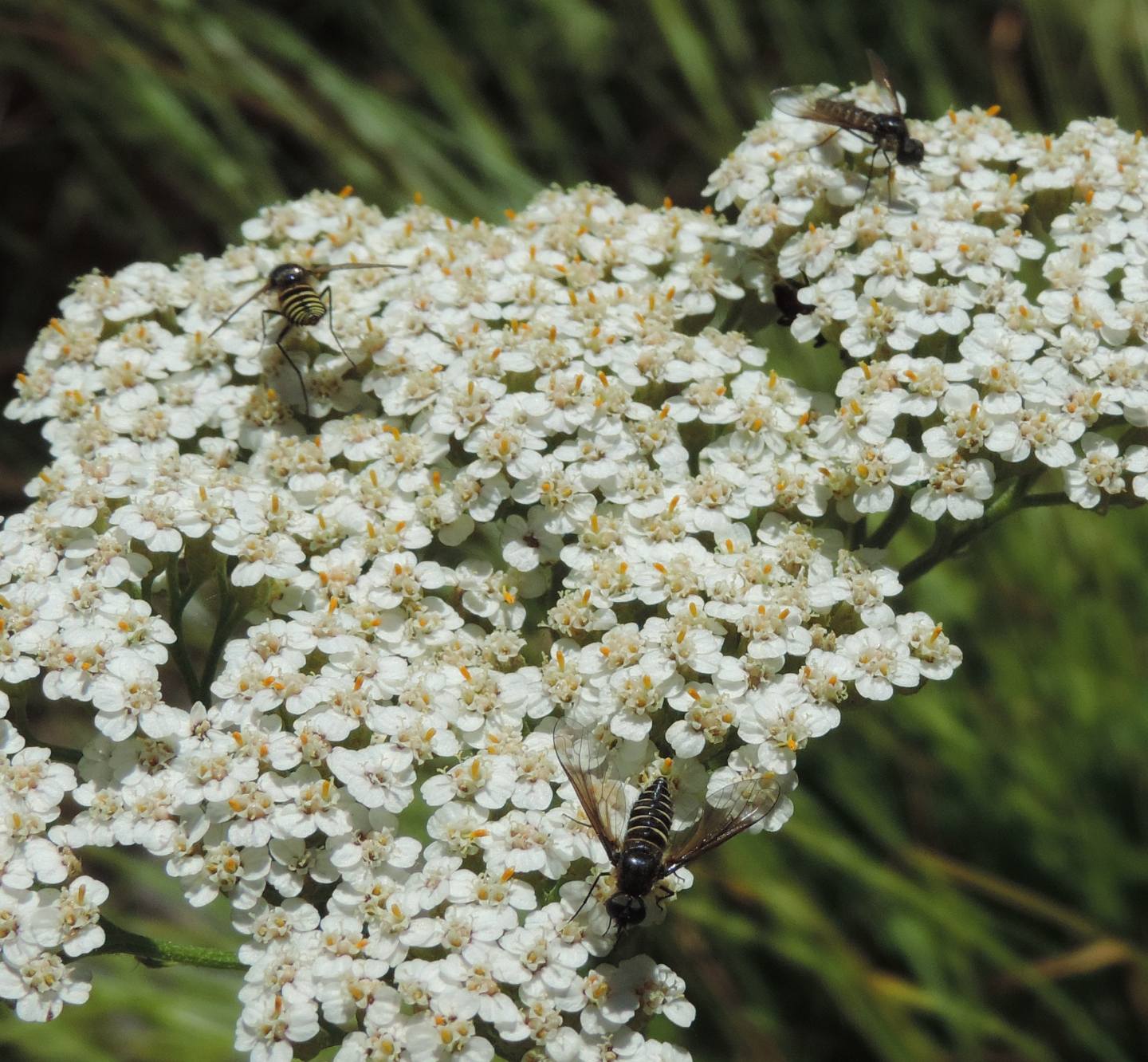 Bombyliidae: Lomatia belzebul?......Lomatia sp.