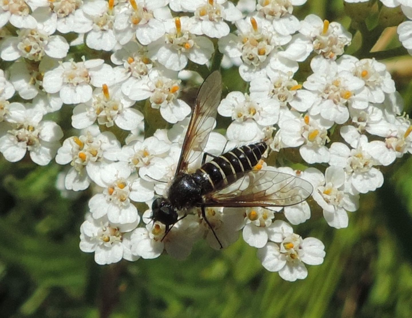 Bombyliidae: Lomatia belzebul?......Lomatia sp.