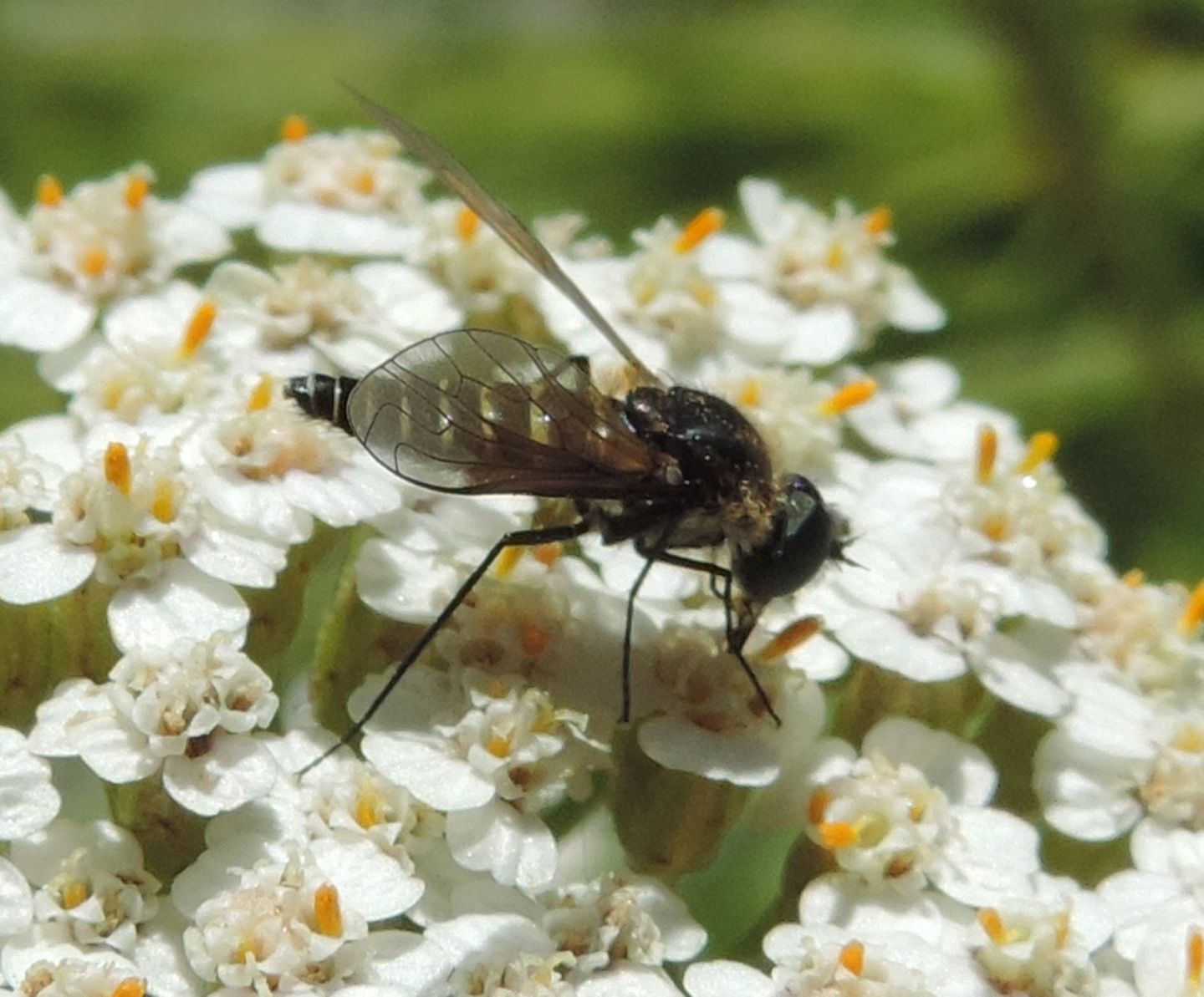 Bombyliidae: Lomatia belzebul?......Lomatia sp.