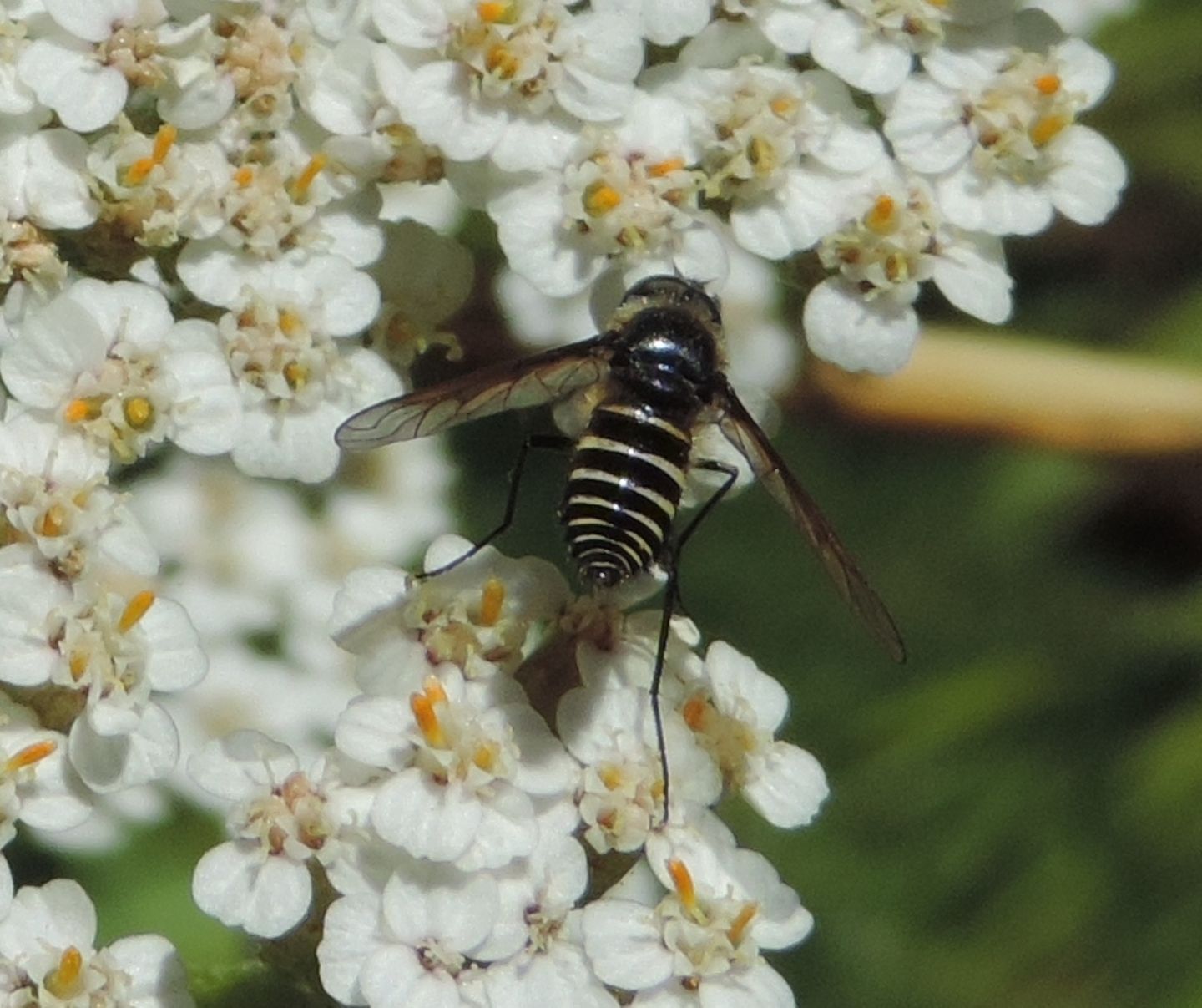 Bombyliidae: Lomatia belzebul?......Lomatia sp.