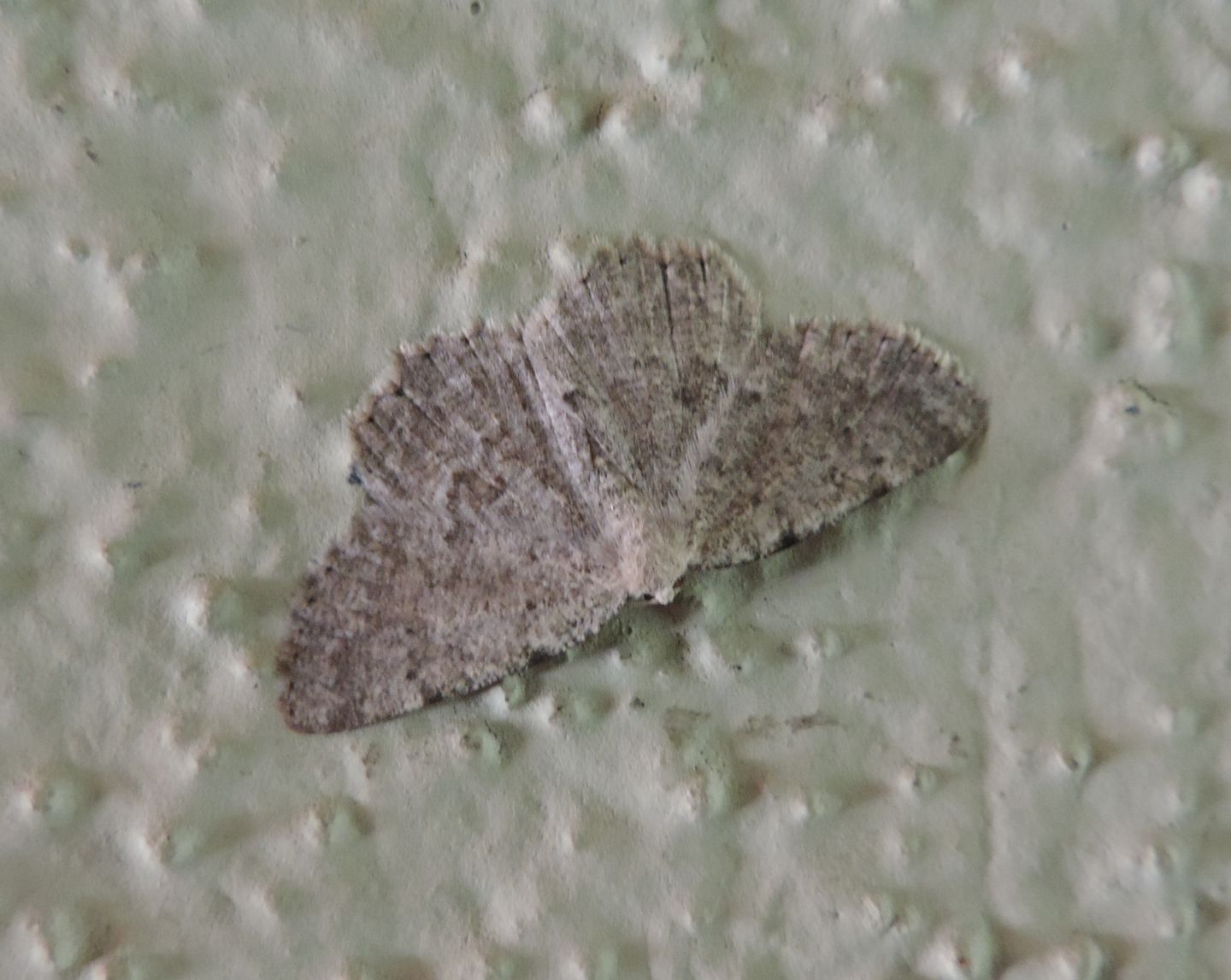 Da identificare 1 - Geometridae Ennominae Gnophini