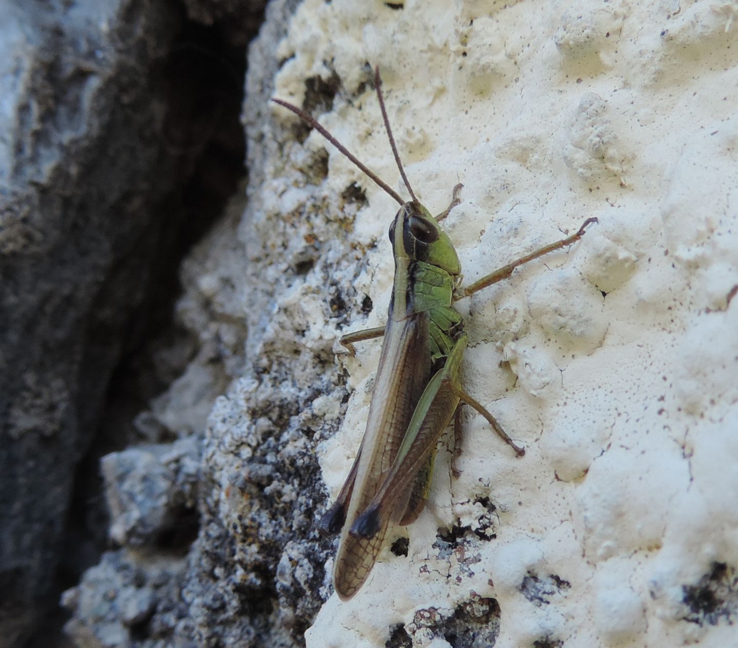 Chorthippus sp. ?  S, Chorthippus (Chorthippus) cfr. montanus