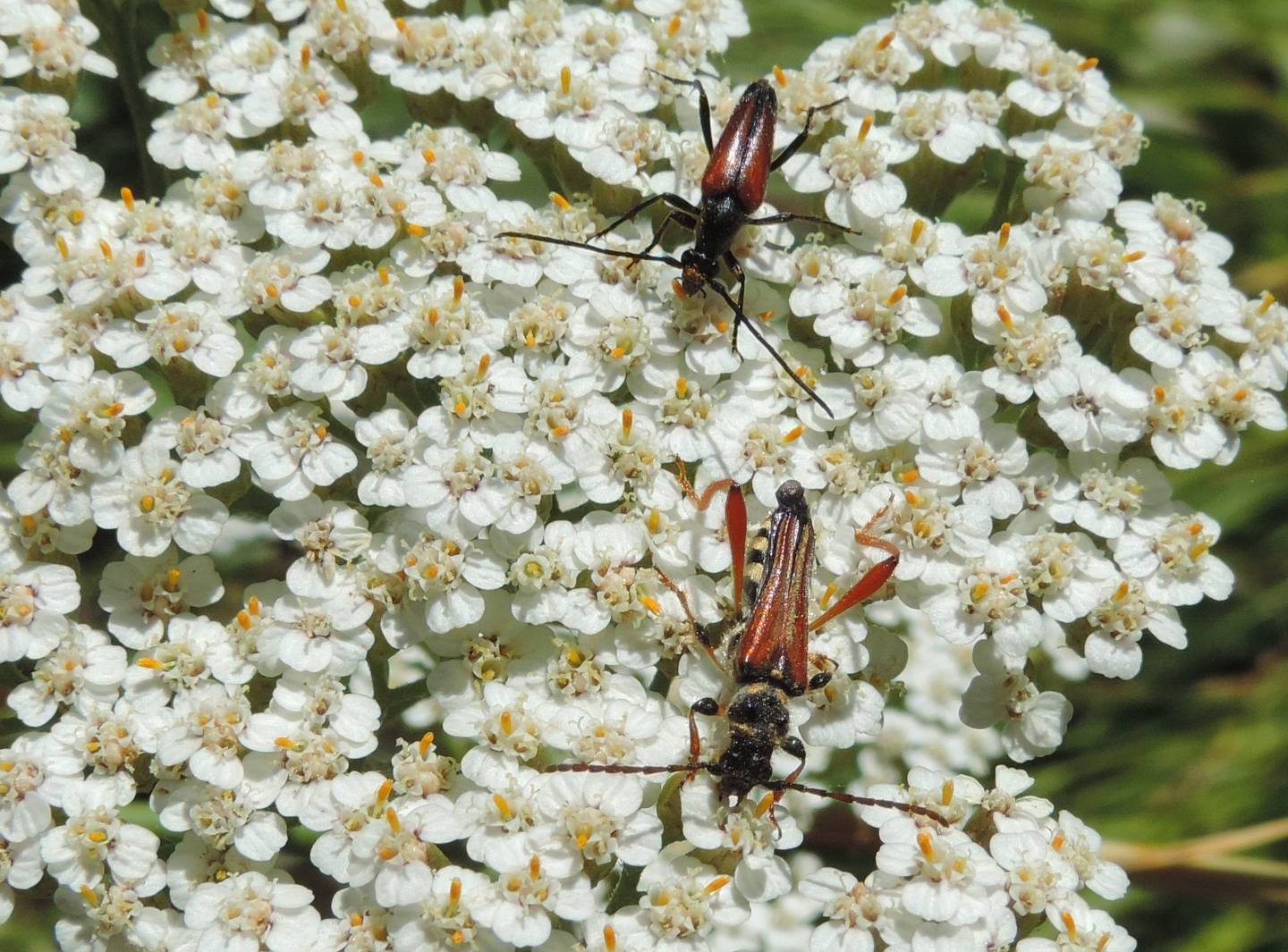 Cerambycidae: Stenopterus rufus e Stenurella melanura?  S !