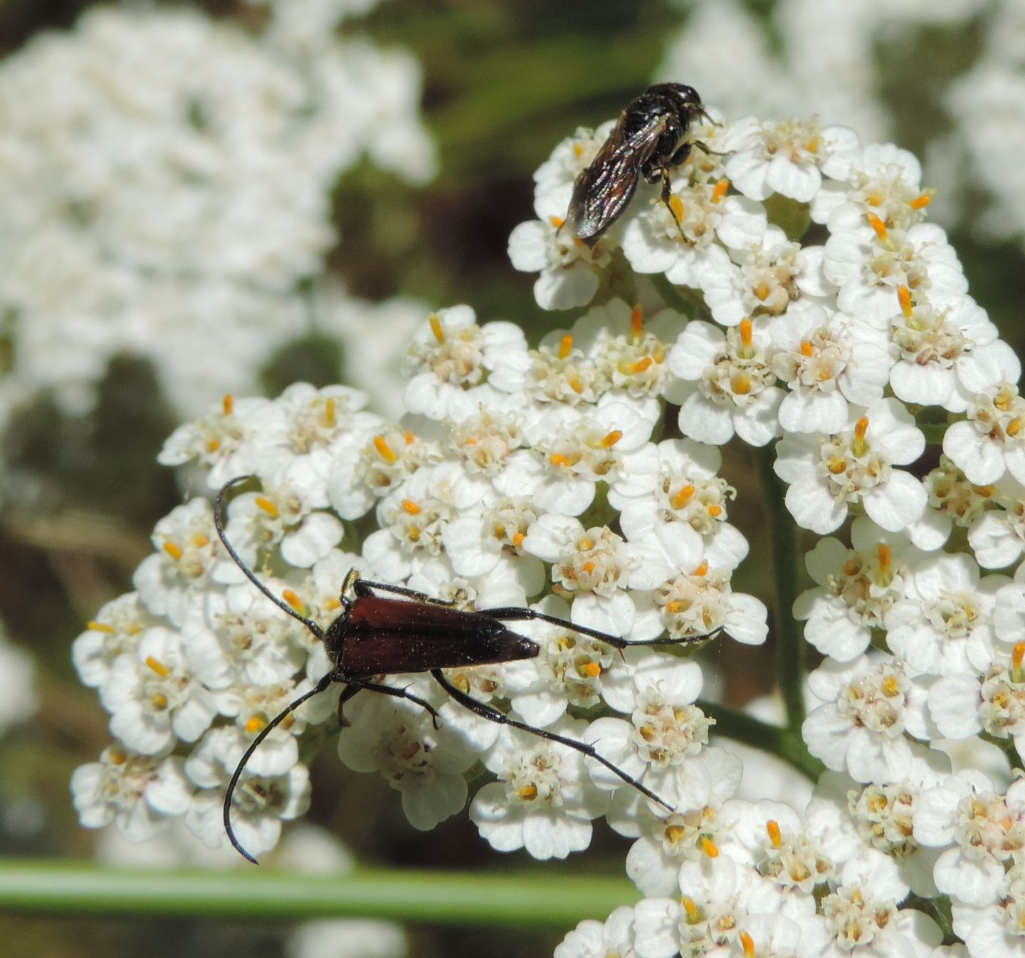 Cerambycidae: Stenopterus rufus e Stenurella melanura?  S !
