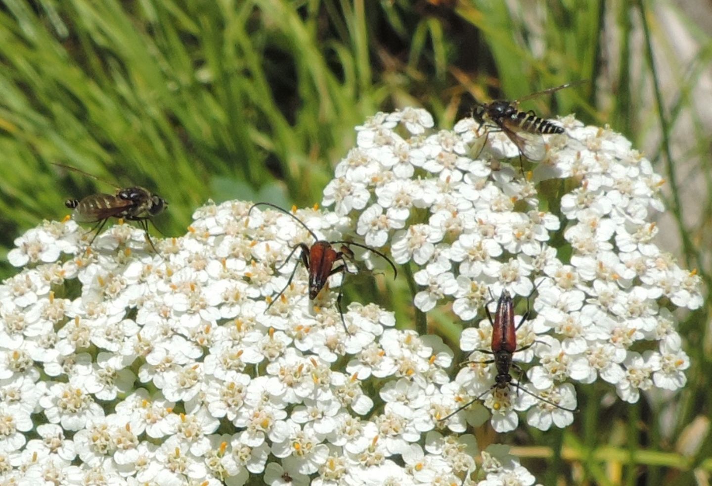 Cerambycidae: Stenopterus rufus e Stenurella melanura?  S !