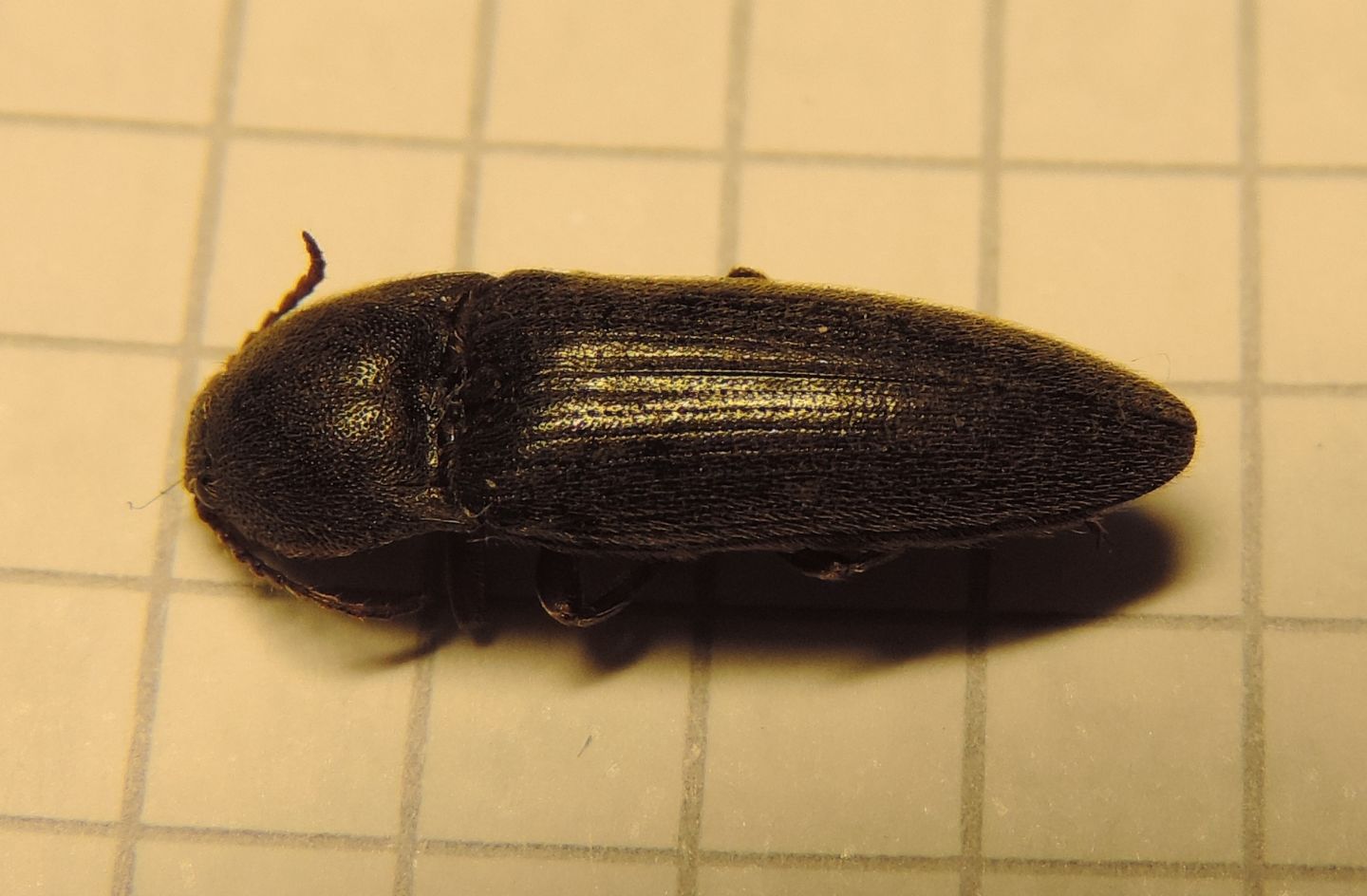 Elateridae: Melanotus sp.