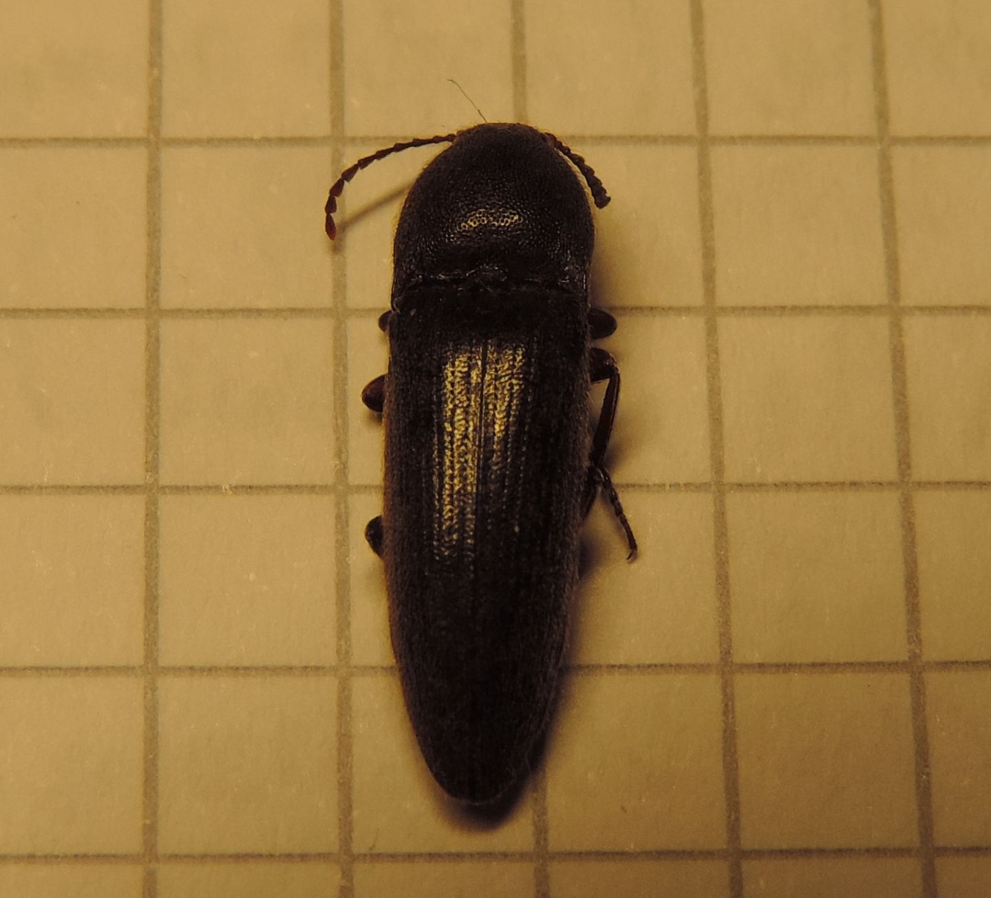 Elateridae: Melanotus sp.