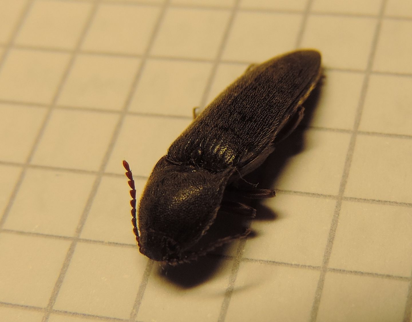 Elateridae: Melanotus sp.