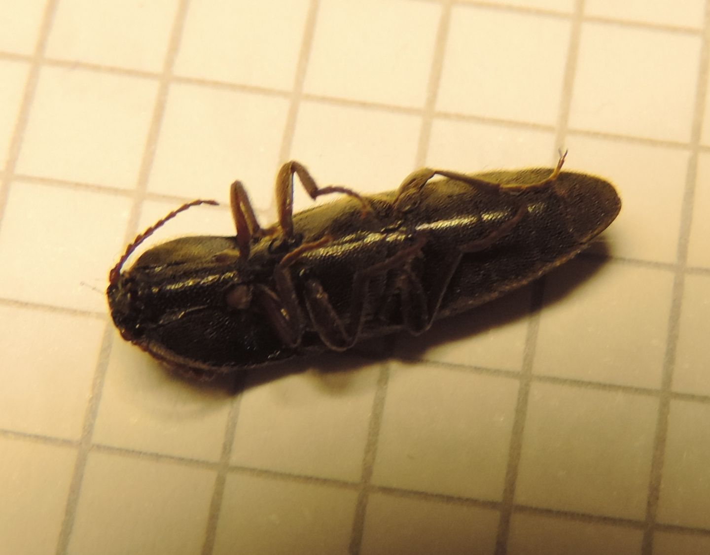 Elateridae: Melanotus sp.