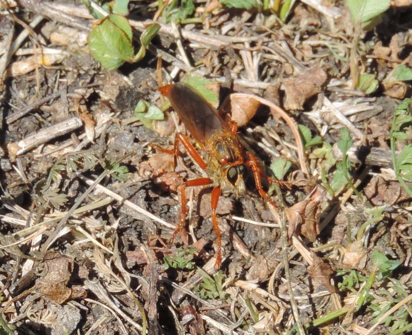 Stenopogon sabaudus maschio (Asilidae)