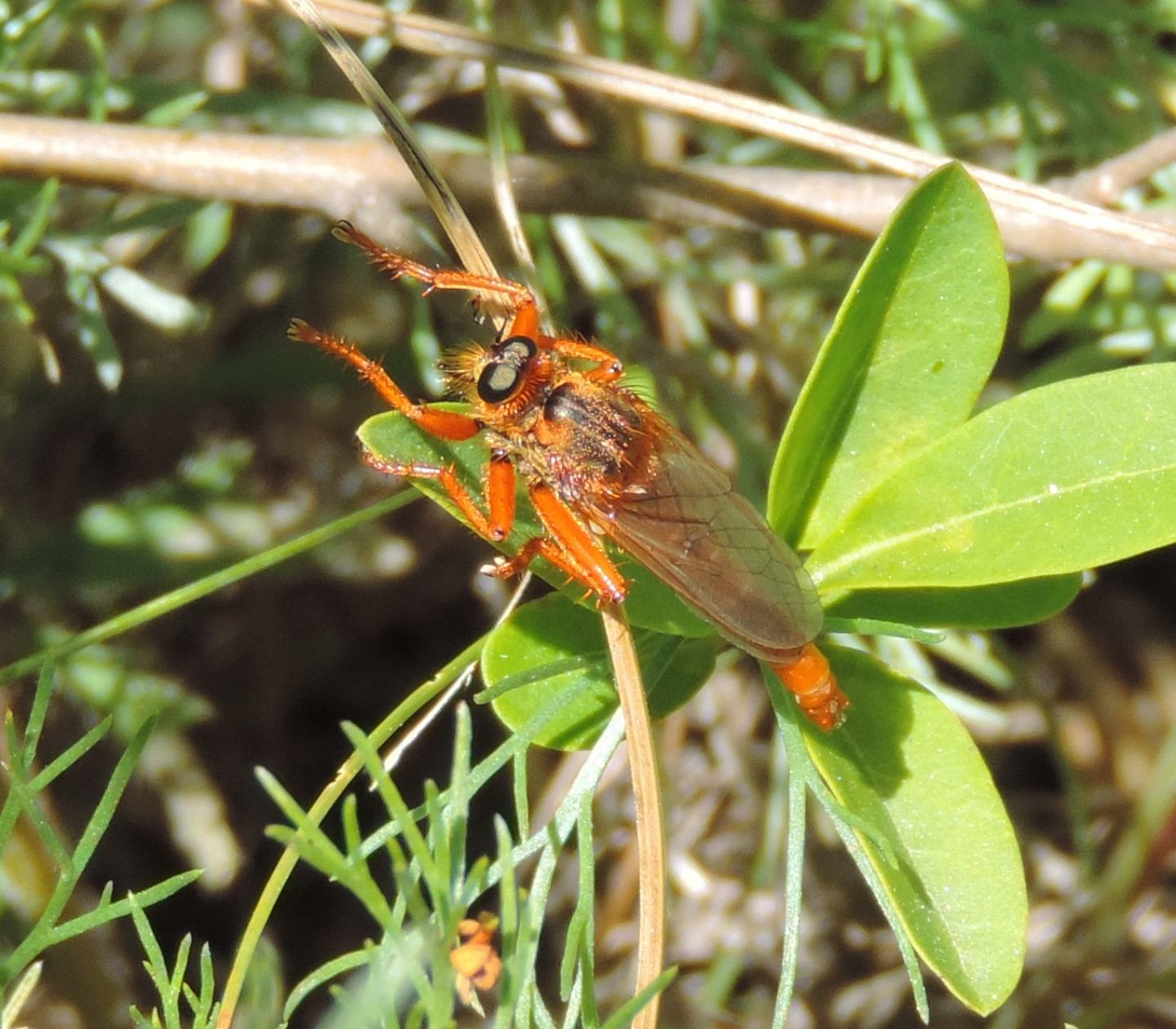 Stenopogon sabaudus maschio (Asilidae)