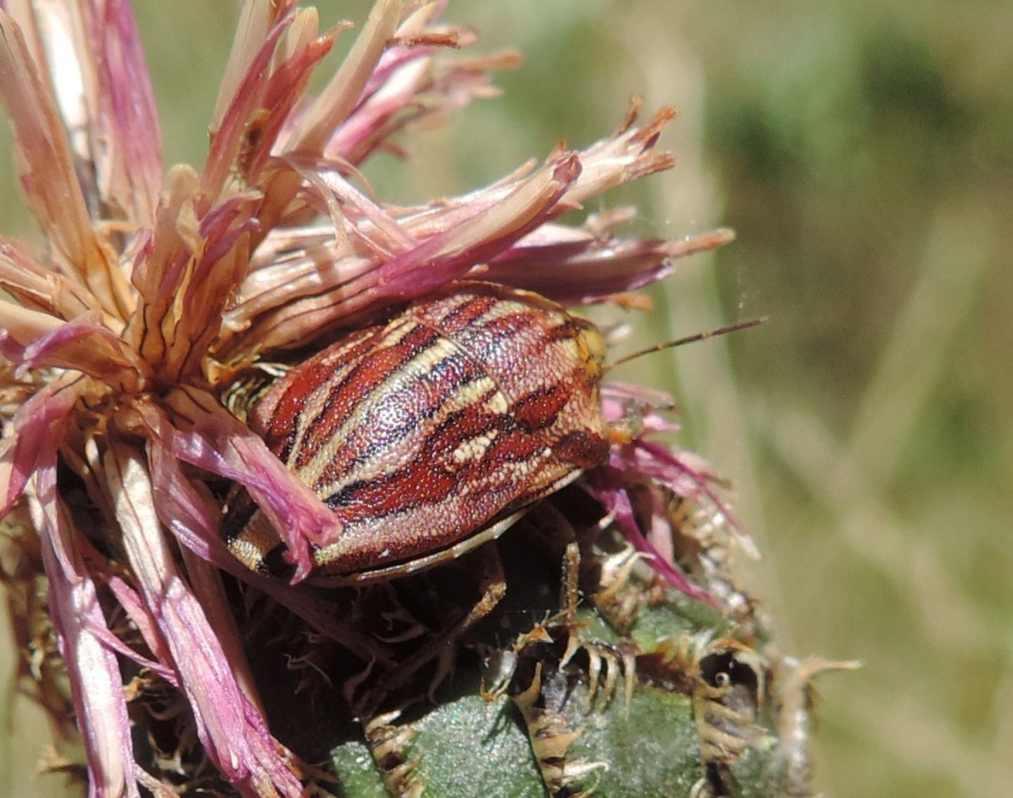 Scutelleridae:  Odontarsus purpurolineatus?  S !