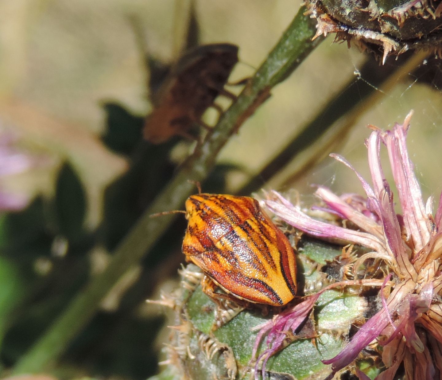 Scutelleridae:  Odontarsus purpurolineatus?  S !