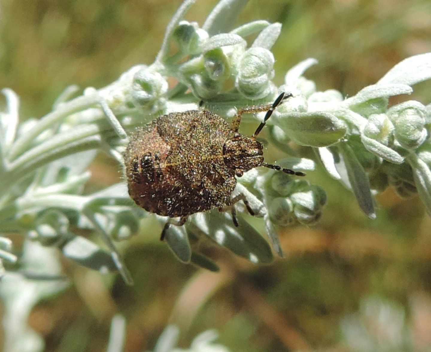 Pentatomidae : ninfa di Dolycoris baccarum