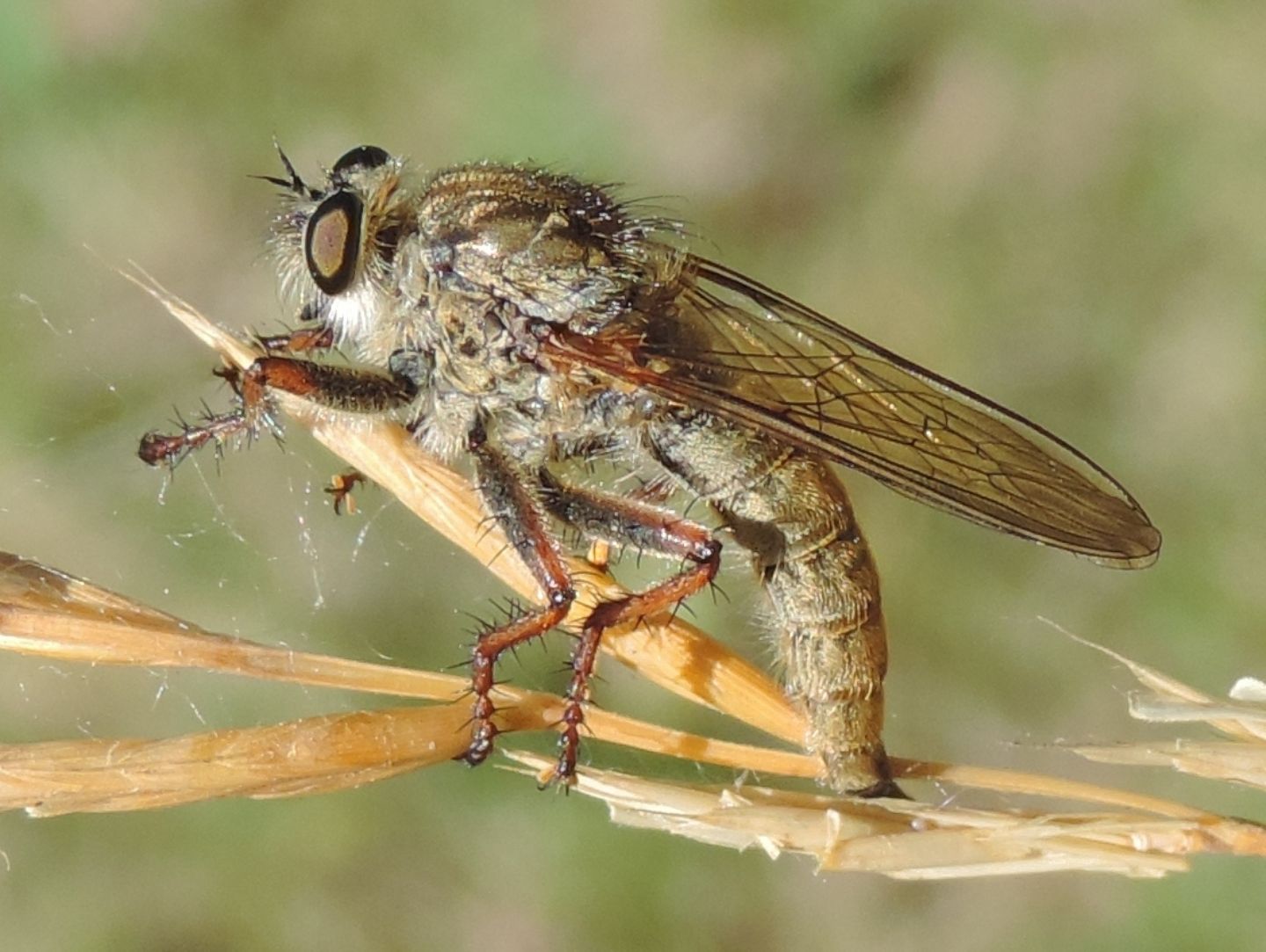 Asilidae (del gruppo Machimus/Tolmerus) in deposizione