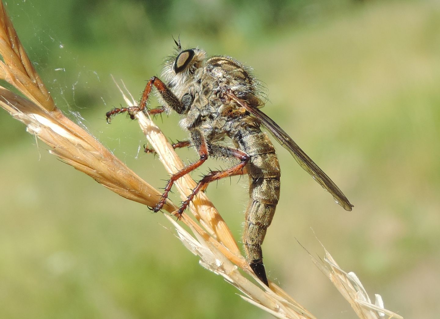 Asilidae (del gruppo Machimus/Tolmerus) in deposizione