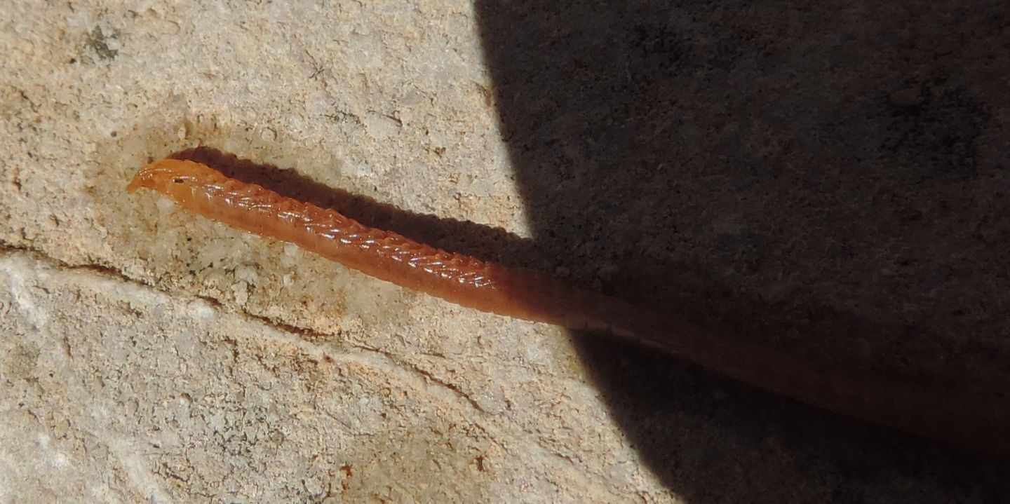 Geofilomorfo da identificare