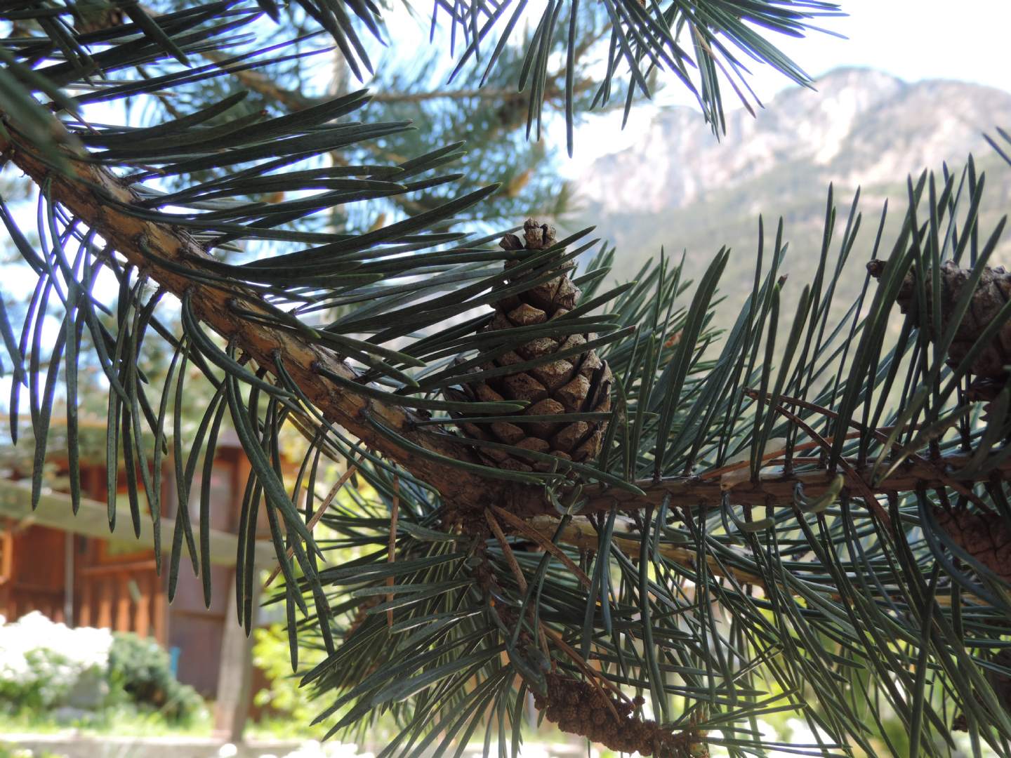 Pinus?