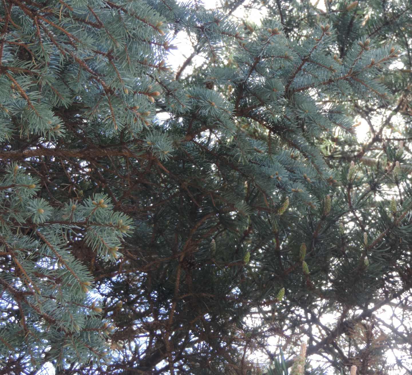 altra conifera - Picea pungens