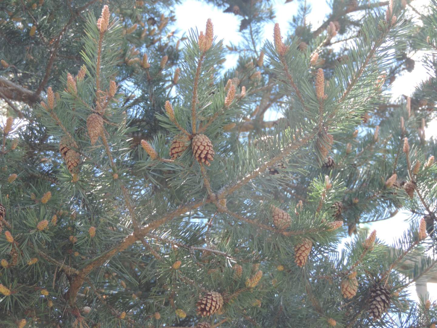 Pinus?