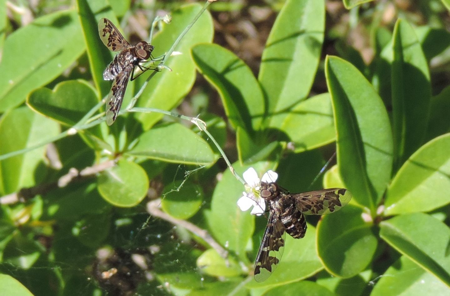 Bombyliidae: Exoprosopa jacchus?  No, Exoprosopa sp. (cfr. italica)