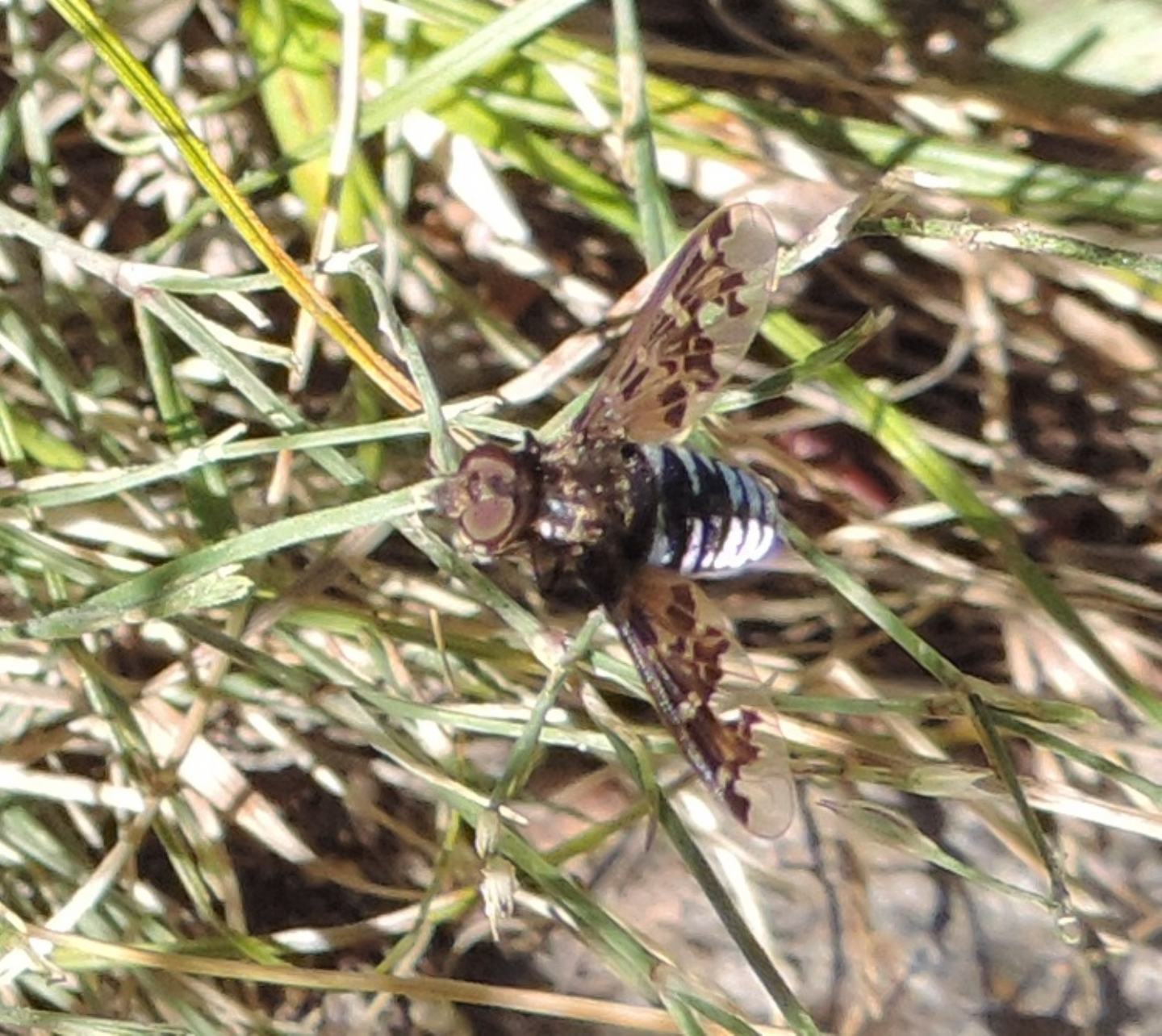 Bombyliidae: Exoprosopa jacchus?  No, Exoprosopa sp. (cfr. italica)