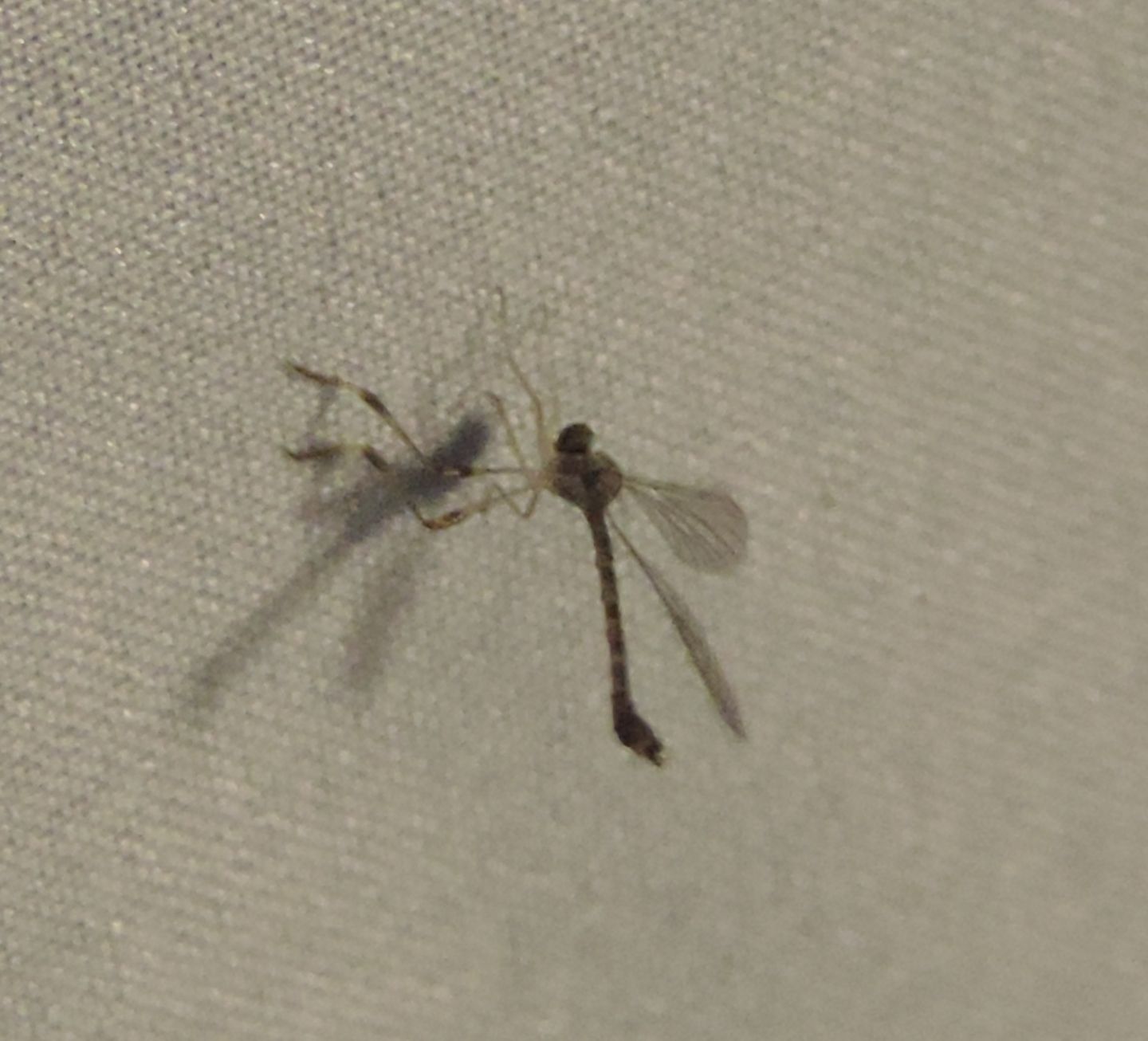 Leptogaster sp.  (Asilidae)