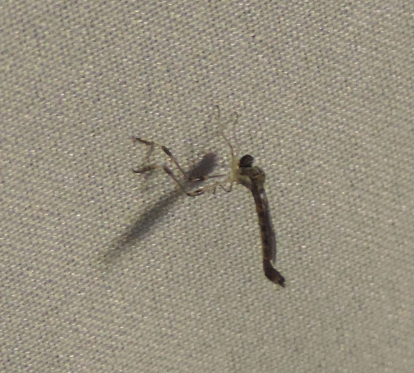 Leptogaster sp.  (Asilidae)