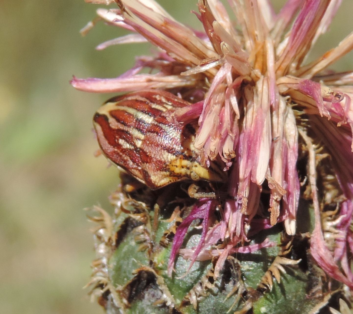 Scutelleridae:  Odontarsus purpurolineatus?  S !