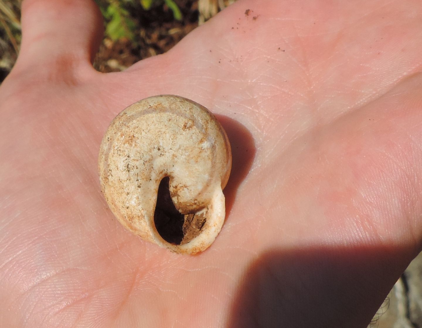 Chiocciola siciliana da identificare