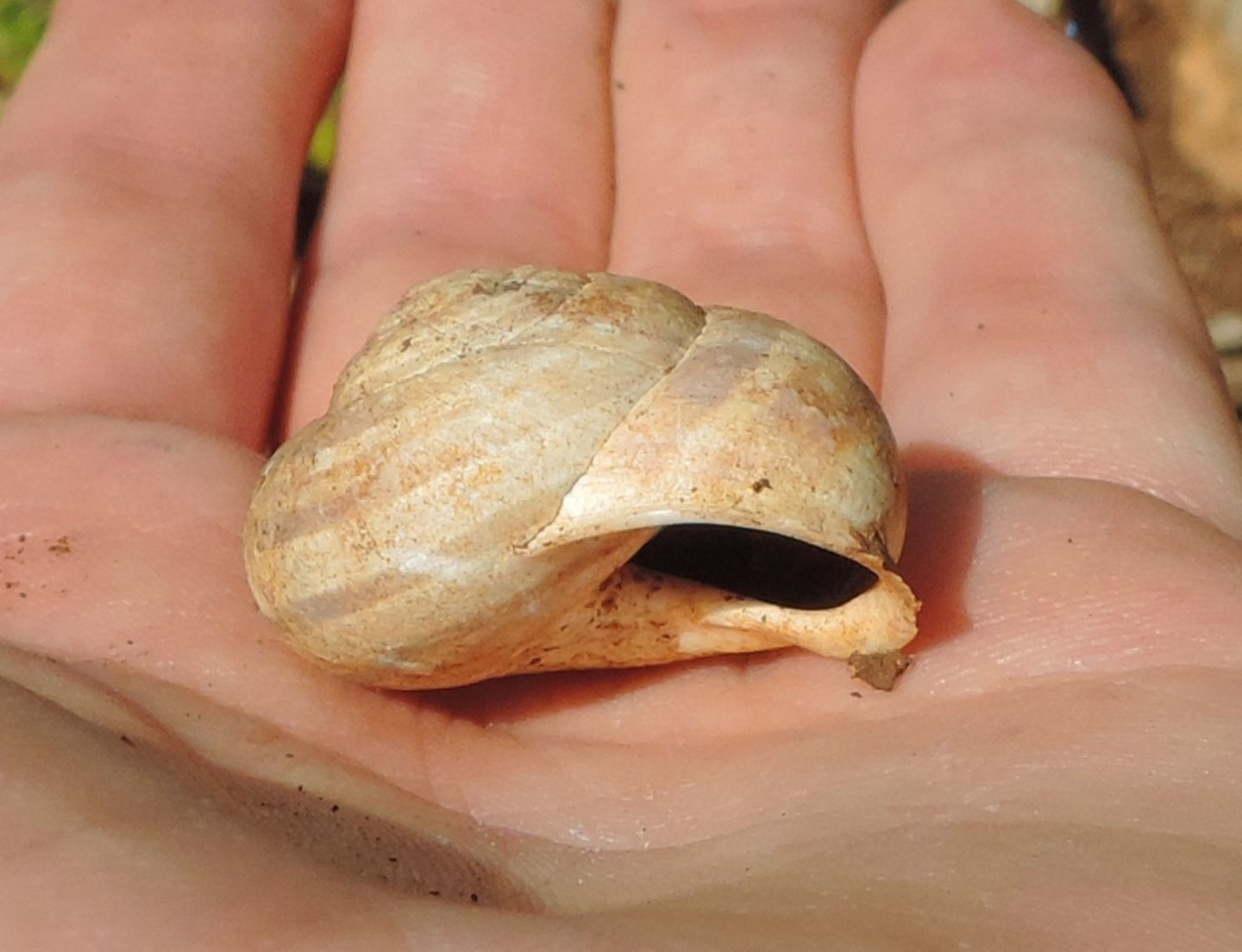 Chiocciola siciliana da identificare