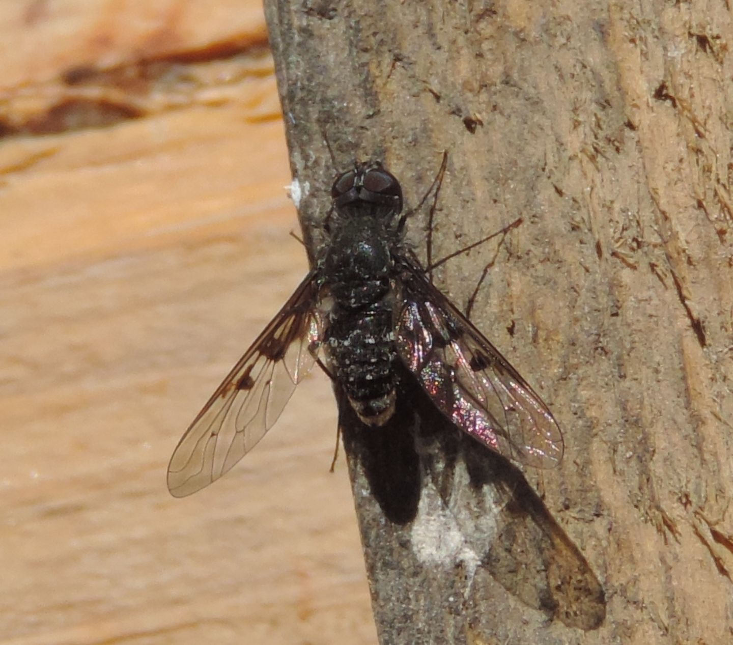 Anthrax trifasciatus?