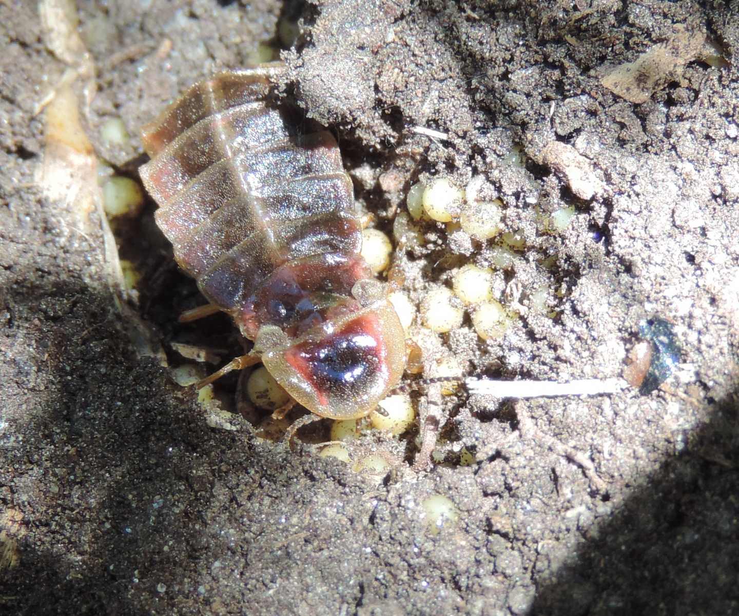 Lampyris noctiluca con uova?  No, Lampyris cfr.  raymondi