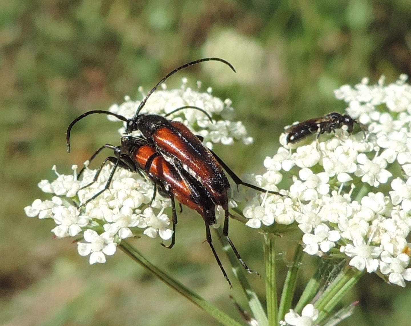 Cerambycidae: Stenurella?  S, Stenurella bifasciata