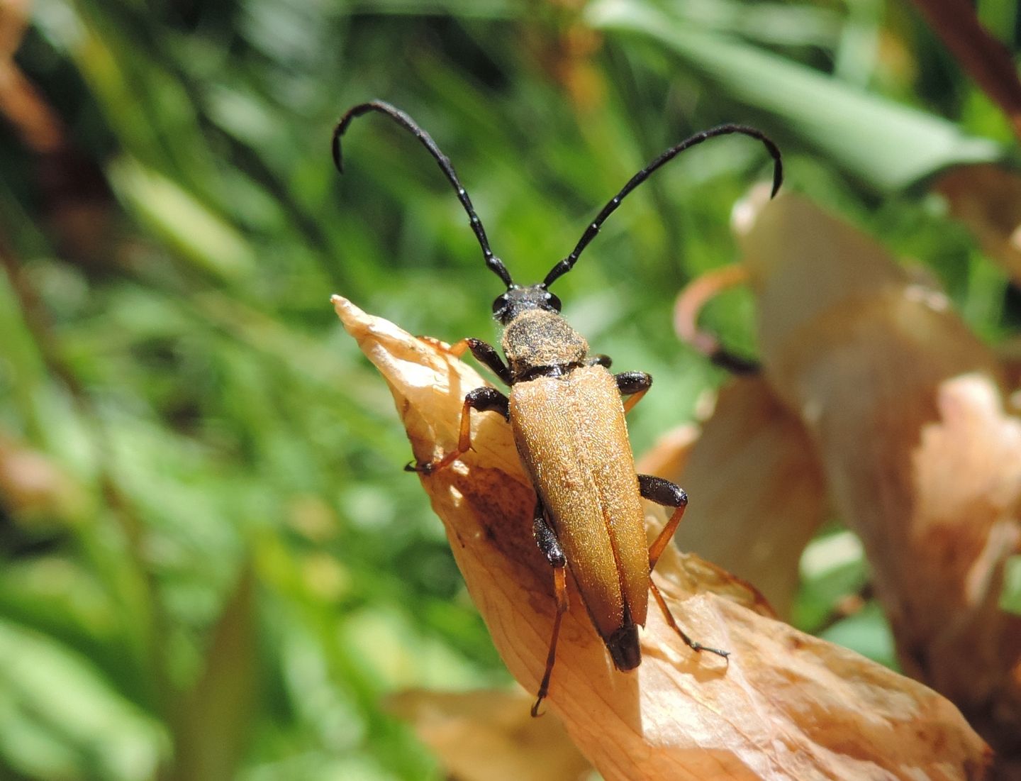 Stictoleptura rubra?  S !