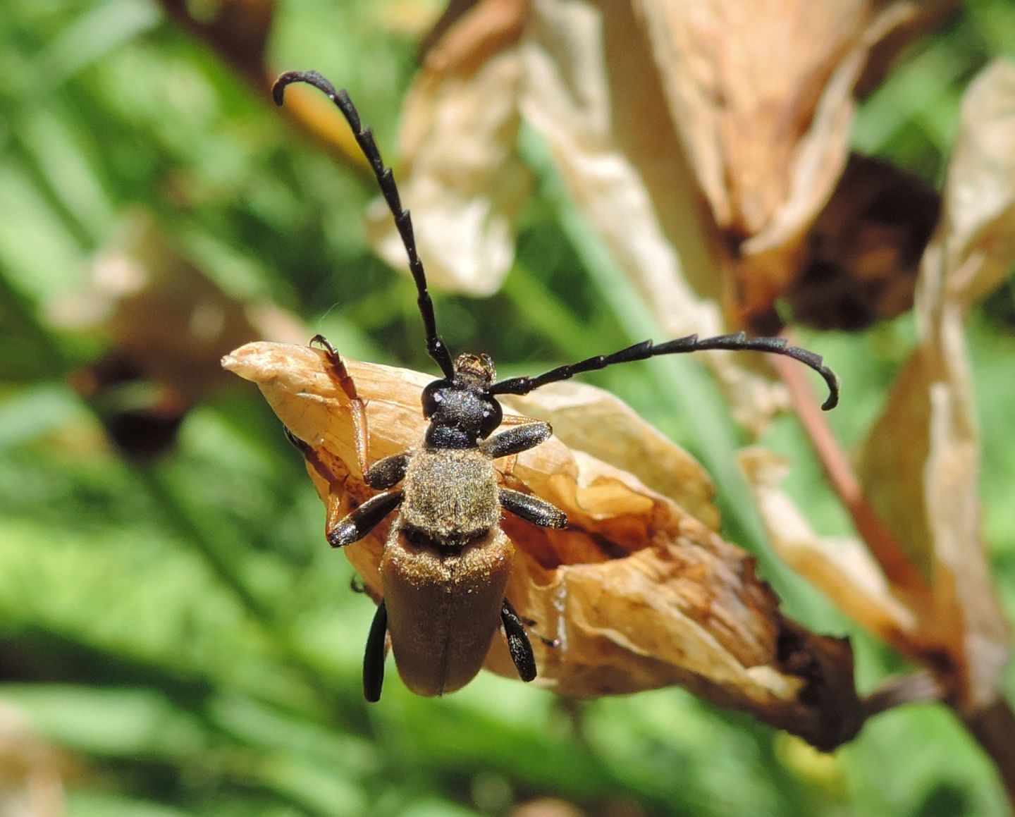 Stictoleptura rubra?  S !